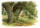 Thumbnail Trees And How To Paint Them In Watercolours